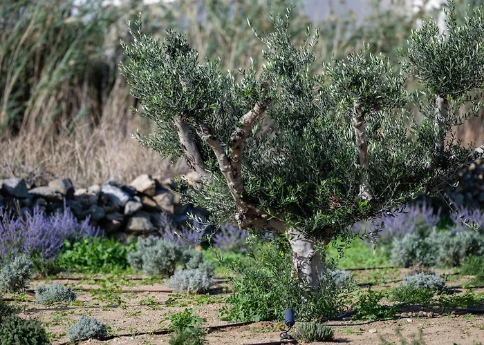 Casa Di Nikolas Naxos * Pláka